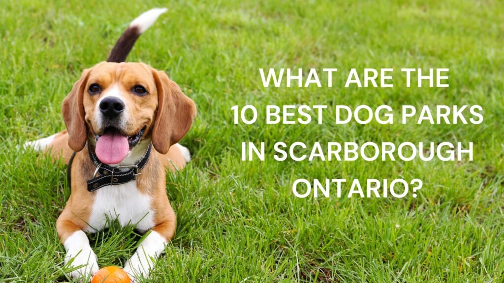 What are Scarborough Ontario’s 10 Best Dog Parks?