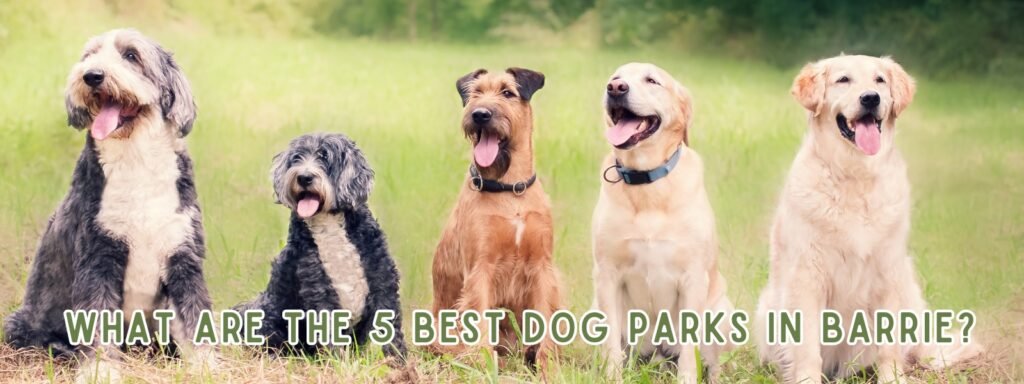 What are the 5 Best Dog Parks in Barrie?